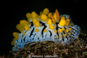 Phyllidia varicosa. Found singly or in pairs on coral and... by Antonio Venturelli 